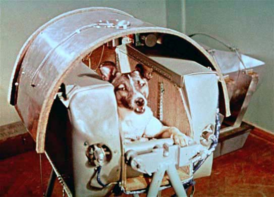 Laika, il primo cane nello spazio, nello Sputnik II