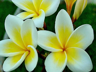 Frangipani, fiore tropicale tipico delle Seychelles, dal profumo intenso e caratteristico 
