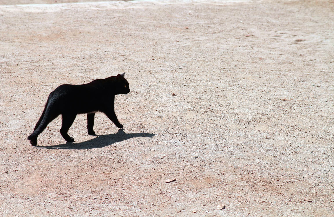 Il gatto nero che attraversa la strada porta sfortuna (?)