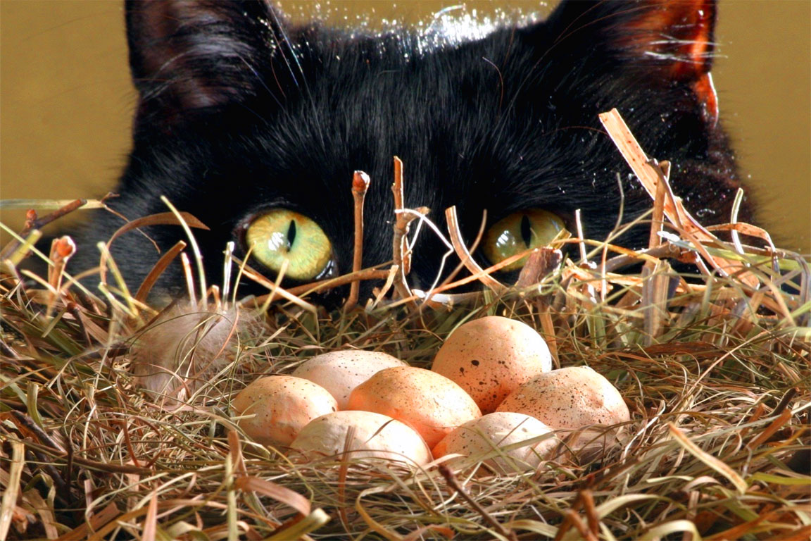 Gatta ci cova - Il gatto non cova le uova