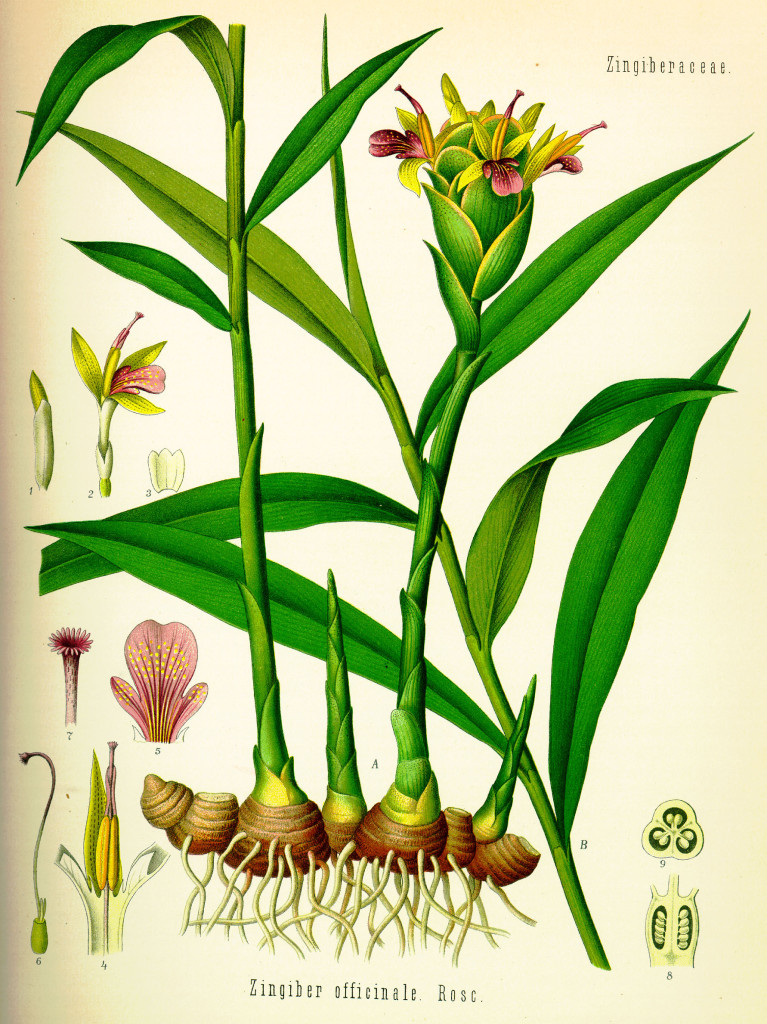 Tavola botanica dello zenzero