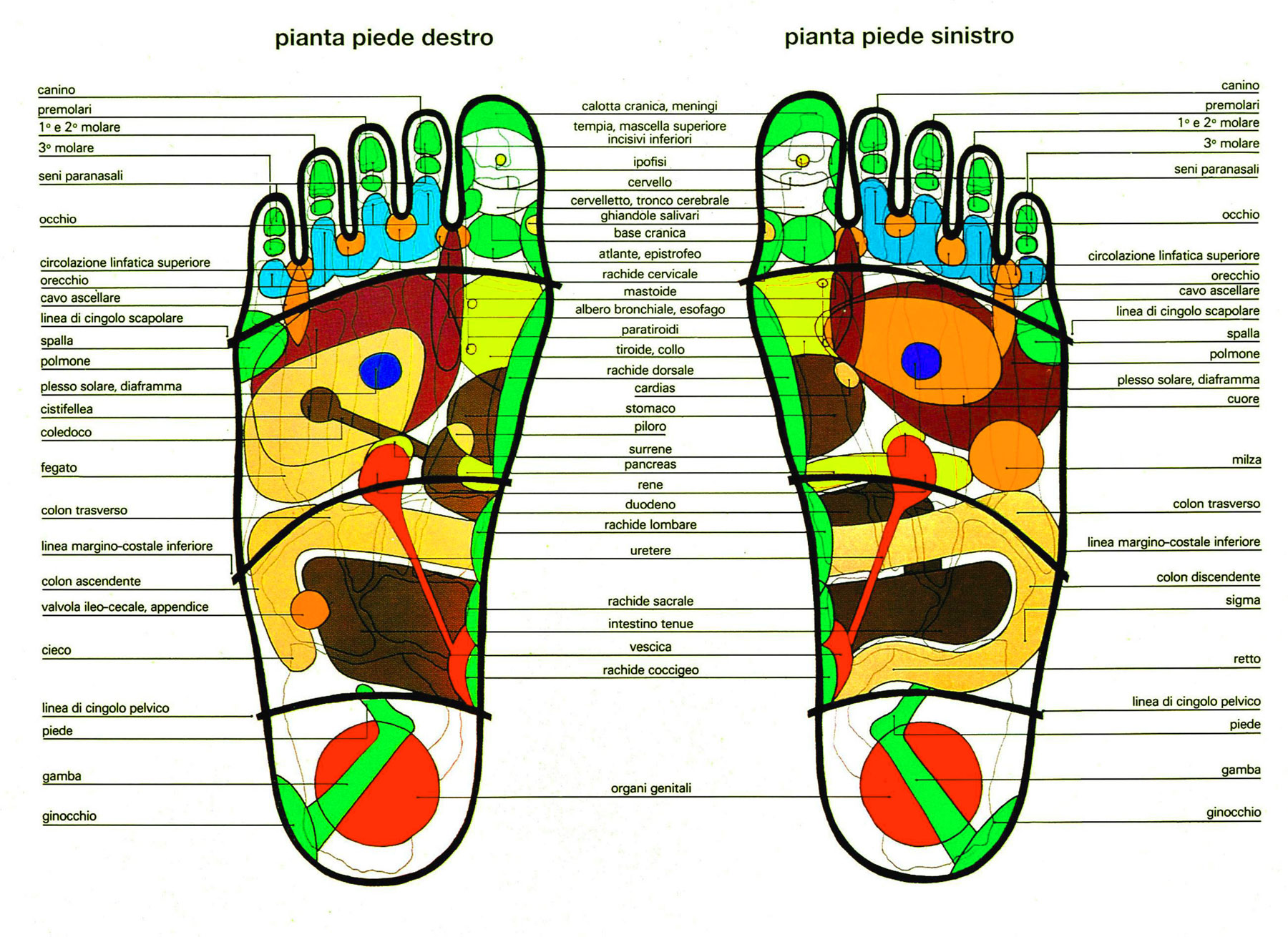 Riflessologia plantare: i punti dei piedi con l'indicazione delle corrispondenze degli organi e delle varie zone del corpo umano