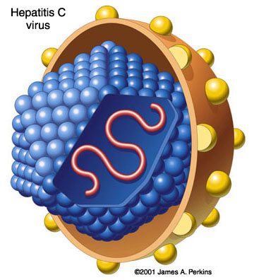 HCV Virus dell'epatite C