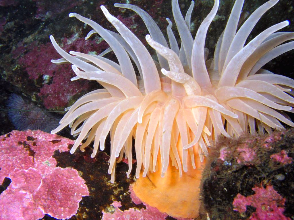 Foto di un anemone di mare