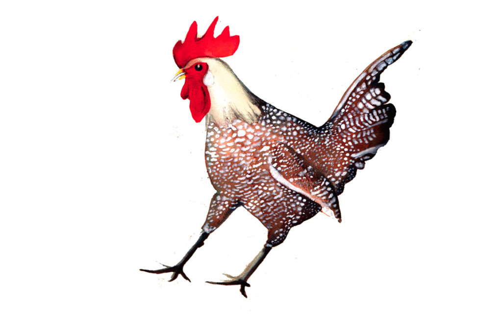 Differenza tra pollo e gallo Differenza tra pollo e gallo