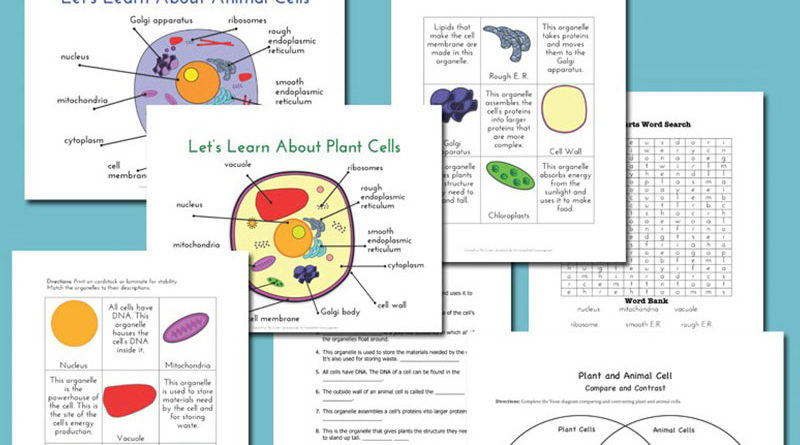 cellule animali cellule vegetali - differenze