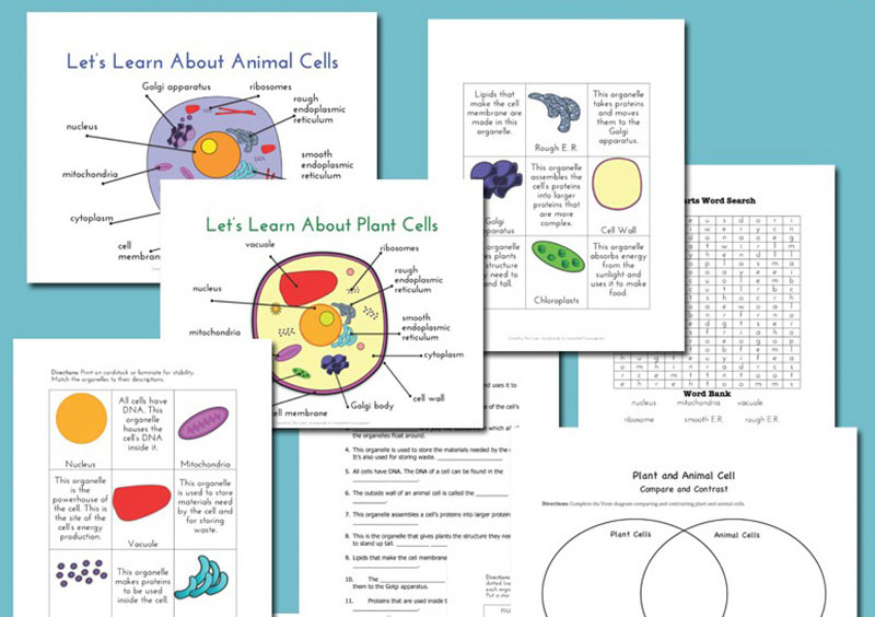 cellule animali cellule vegetali - differenze