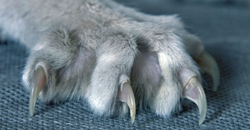 Lymeherbs Unghia Di Gatto (Uncaria Tomentosa), Polvere 250 G - Foto 6