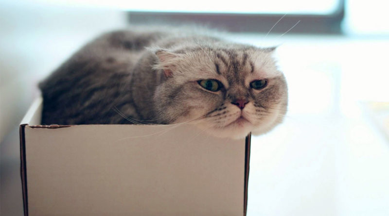 Un gatto che tenta di entrare nella scatola