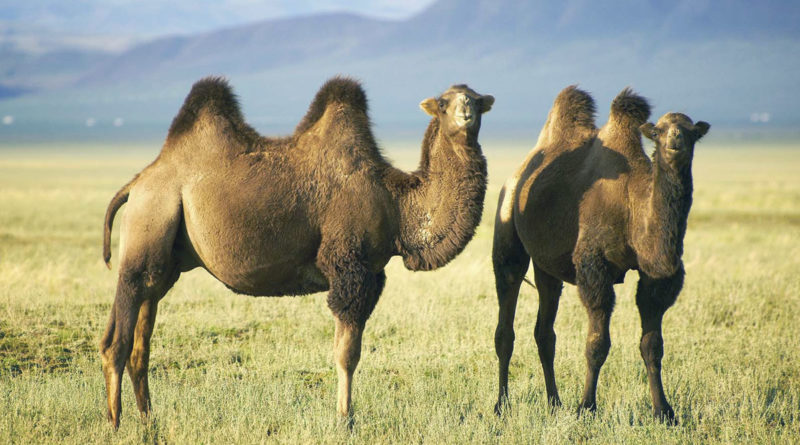cammelli due gobbe - camels two humps