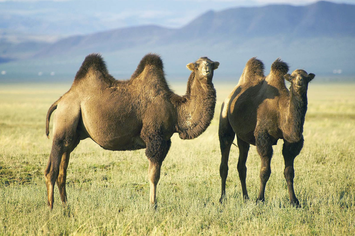 cammelli due gobbe - camels two humps