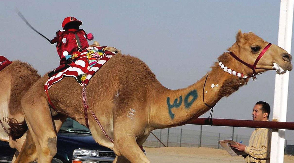 cammello guidato da un robot - robotic camel race