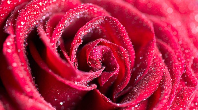Boccolo di San Marco: una rosa rossa