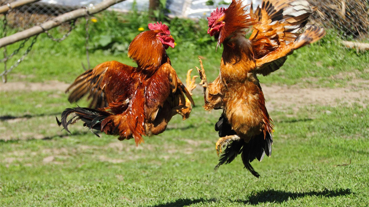 battibecco: polli che litigano
