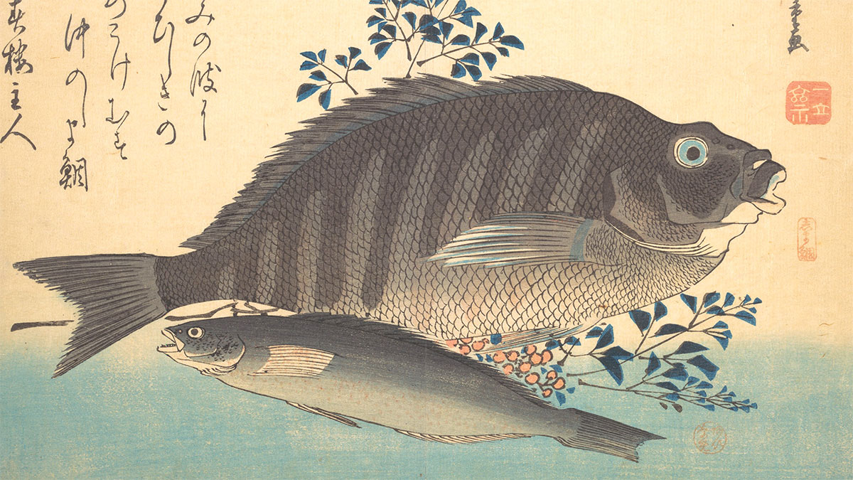 Shimadai Ainame Hiroshige