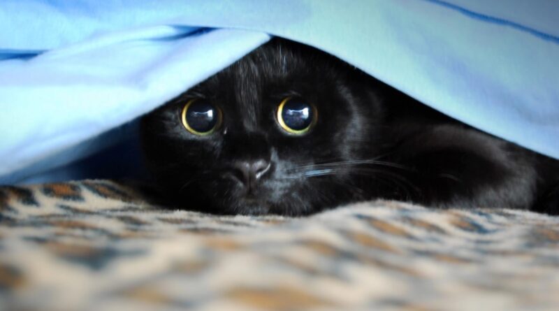 gatto nero nascosto sotto la coperta