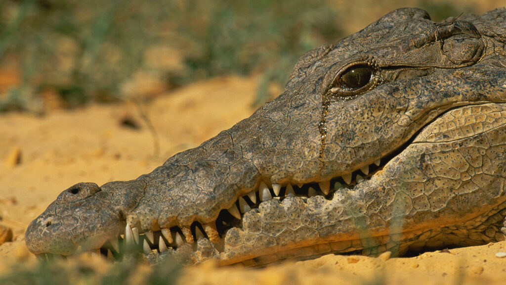 Perchè Si Dice Lacrime Di Coccodrillo Lacrime di coccodrillo: da dove viene il modo di dire