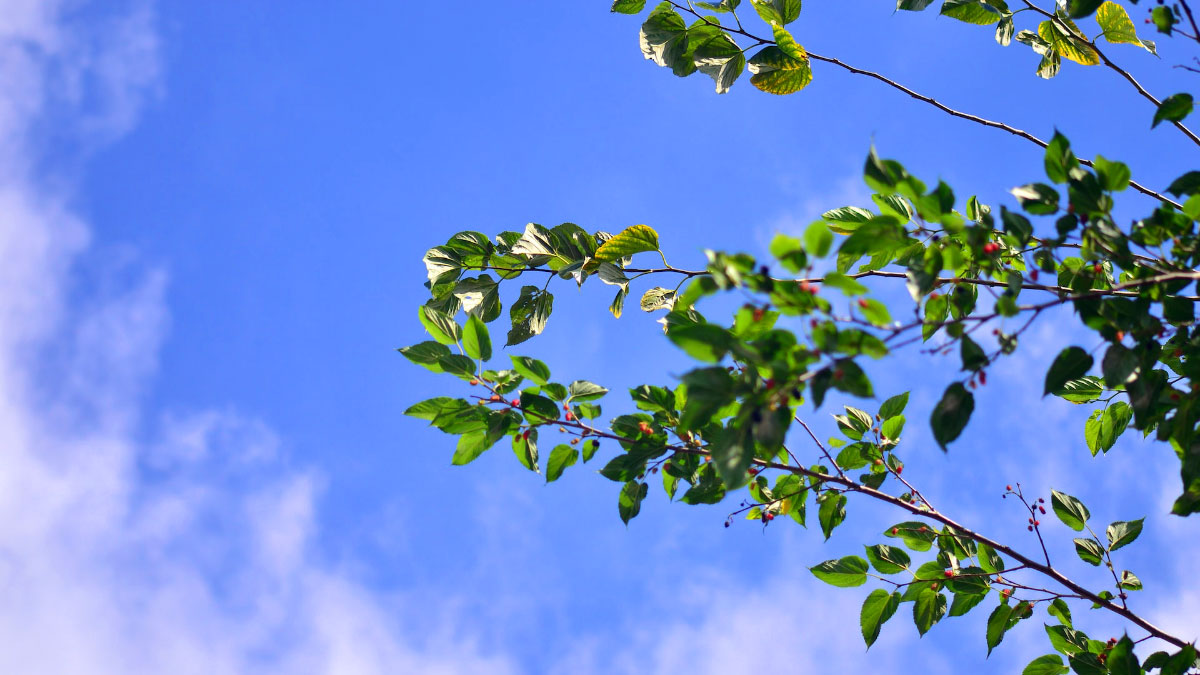 La sera fiesolana: rami di un albero di gelso, pianta evocata nel testo